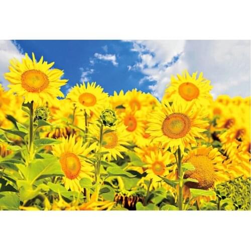 Flower Backdrop Beautiful Sunflower Photography Background Holiday Celebration Photo Booth Studio Decor