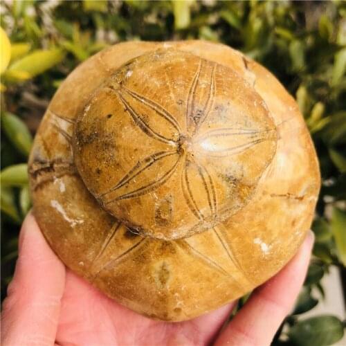 Natural Starfish fossil crystal specimen