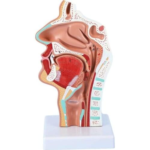 Human Anatomical Nasal Cavity Throat Model Anatomical Head Model Human Nasal Oral Cavity Throat Pathology Model School Teaching