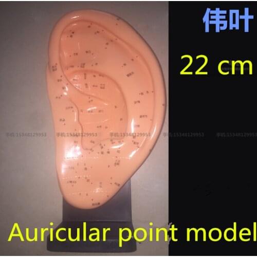 Medical teaching 22CM Ear acupuncture earpins auricular application model acupuncture points model with stand Auricular massage