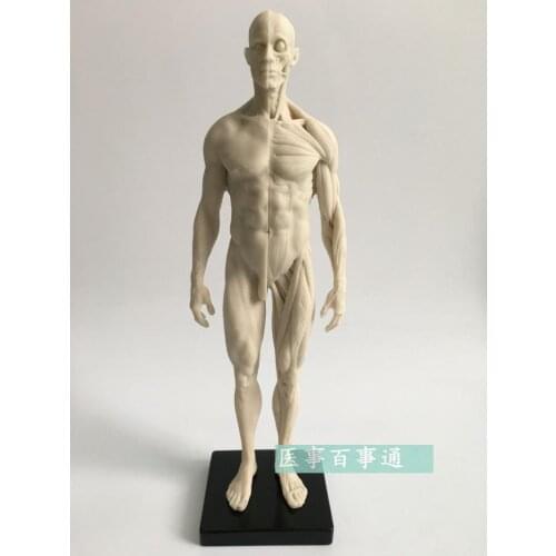 30cm resin white CG painting sculpture male model musculoskeletal anatomy human body structure art model free shopping
