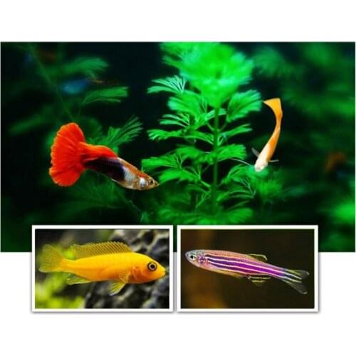 Ornamental Fish Food Goldfish Carp Guppies Small Medium Tropical Fishes Flakes 203C