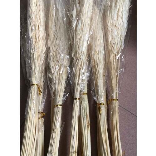 10 Bundles Dried Bleached White Oats Grass Flower For Wedding Party Home Hotel Decoration DIY Bouquet Making