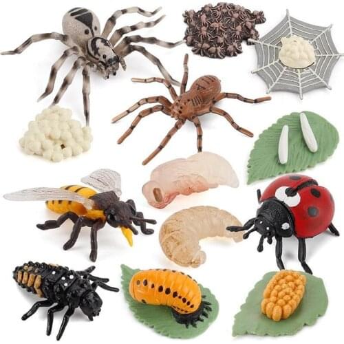 Childrens Cognitive Science Education Model Cycle Butterfly,ladybug,chicken Life Cycle Figurine Plastic Models Kids Toy