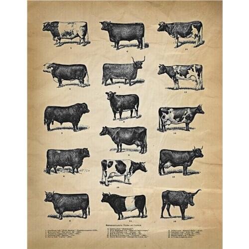 Types Of Cattle Poster Print Farmhouse Decor for Home - kitchen Wall Art