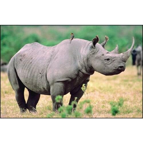 5d DIY Diamond Painting Full Round Drill Resin Tick Bird and Rhino Picture Mosaic Diamond Crystal Embroidery Kit Home Decoration