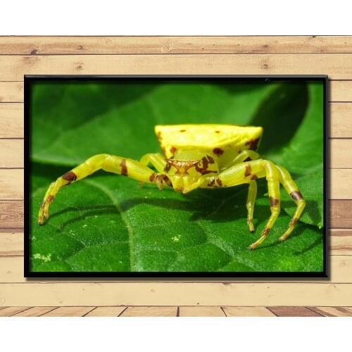 Crab Spiders Strange Animal (7) Wall Posters Prints Silk Art Painting For Home Wall Bedroom Decor