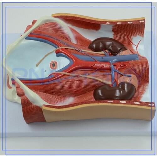 Human Urinary System Anatomical Model Bladder Kidney Anatomy Detachable Urinary System Medical Sciences Educational Tool