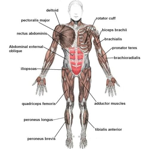 Muscle System Anatomy Chart Human Body Educational Art Film Print Silk Poster Home Wall Decor 24x36inch