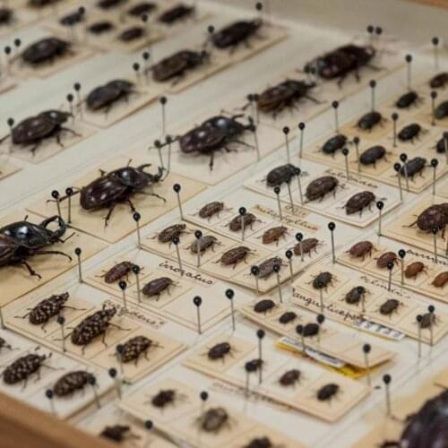 100 Pieces Insect Pins Specimen Needle Steel with Plastic Insect Needle Body Dissection Lab Entomology Box For School R3O8