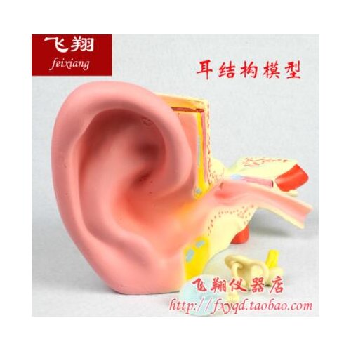 Ear anatomical enlargement model 5 times natural inner ear free shipping