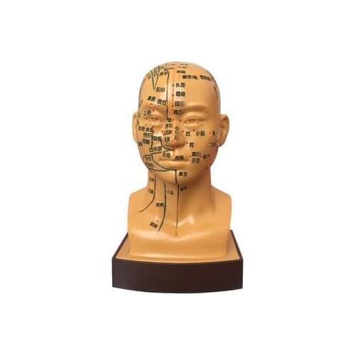 19CM Gold Male pvc teaching medicine human acupuncture acupoint head mannequin model facial acupressure display stand 1pc A337