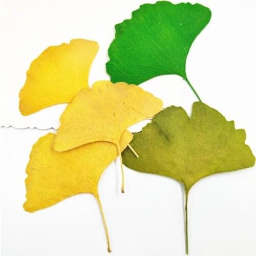 Ginkgo Biloba Leaves Belt Branches Plant Specimen Dried Flowers Embossing Bookmark Kindergarten Handmade Leaves multifunctional