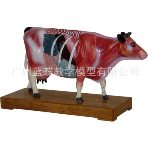 Animal Skeleton Cow Cattle Bull Acupuncture Veterinary Anatomical Acupoint Nursing Massage Model Medical Supplies Student