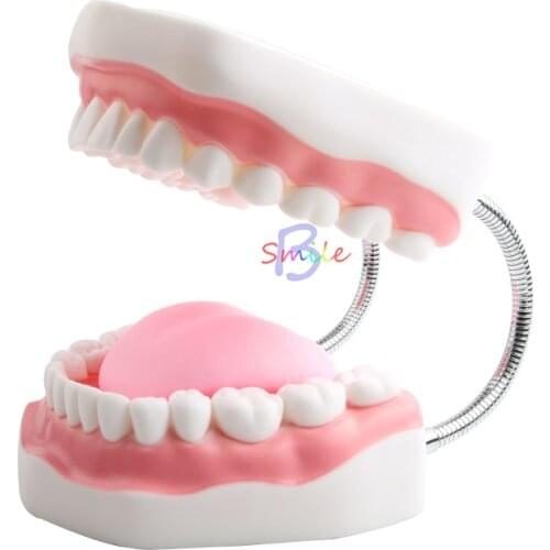 1pcs 6Times Dental Adult Teeth Model Oral Models Tooth With Tongue For Kindergarten Child Early Teaching Study