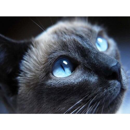 Cat Animal DIY 11CT Embroidery Cross Stitch Kits Needlework Craft Set Printed Canvas Cotton Thread Home Decoration Hot Design