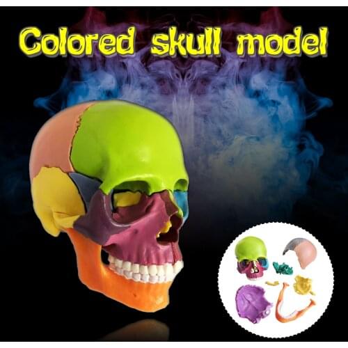 15 Parts Assembled Skull Model Puzzle Toy Detachable Multicolor Head Skeleton Jigsaw Human Anatomy Children Kids Educational Toy