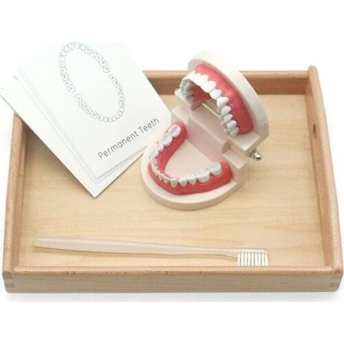 Montessori science teaching aids childrens toy kindergarten early education tooth model tooth cognitive model matching card