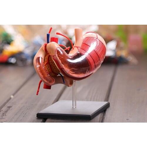 4D master stomach anatomical model Human Anatomy model Solution structure of the new three-dimensional model