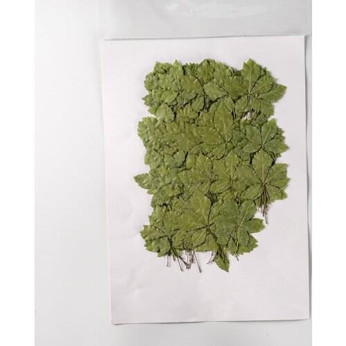 250pcs Pressed Dried Flower Acanthopanax senticosus Leaf Herbarium Epoxy Jewelry Bookmark Phone Case Makeup Nail Art Craft DIY