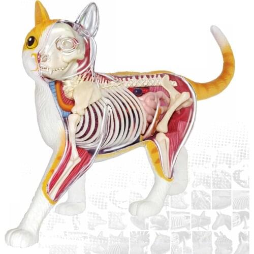 4D Vision THE DISSECTED CAT Funny ANATOMY MODEL Medical Human Skull Skeleton Anatomical Model Science Educational Toys for Kids