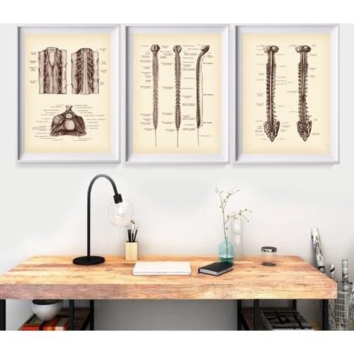 Neurology Spinal Cord Anatomy Medical Wall Art Print Human Nervous System Chart Poster Canvas Painting Neurosurgeon Office Decor