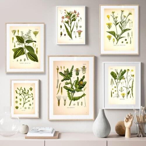 Vintage Botanical Medicinal Posters and Prints ,Antique Plants Botany Wall Art Canvas Painting Picture Kitchen Living Room Decor