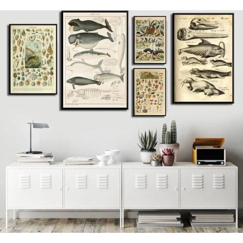Marine marine life shell fish animal retro illustration hight quality home Decor No Frame Kraft paper poster
