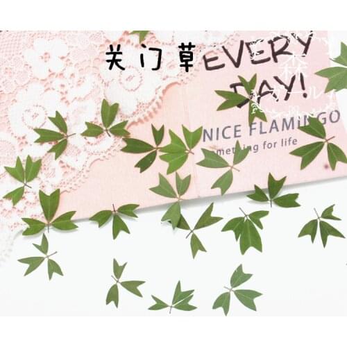 Cut Corner Close Door Grass Embossed Real Flower Plant Specimen Teaching DIY Handmade Dried Flower Pressed Flower Bookmark