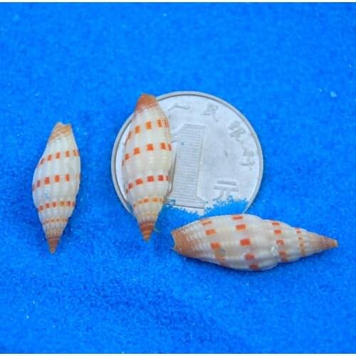 Mini Pepper Conch, Starfish, Coral Reef, Seascape Ornaments, Micro Landscape, Fish Tank, Landscape Photography Props