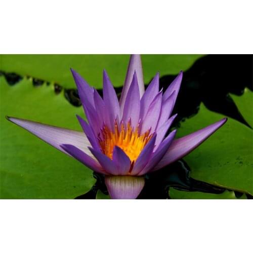 Full Square Drill 5D DIY Purple water lily diamond painting Cross Stitch 3D Embroidery Kits home decor H72