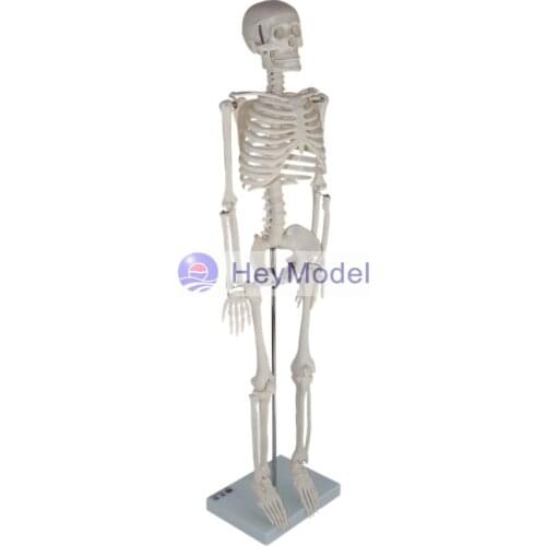 HeyModel Artificial Whole Body Skeleton Model