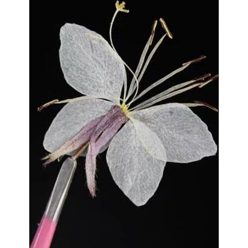 60pcs Pressed Dried Butterfly Flower Plant Herbarium For Jewelry Photo Frame Phone Case Bookmark Making DIY