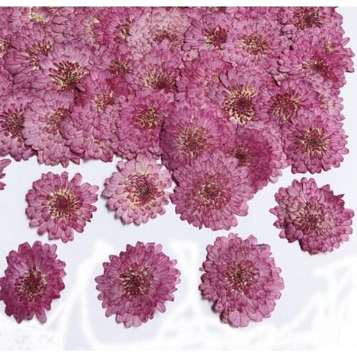 60pcs Pressed Dried 2-3cm Purple Daisy Flower Plant Herbarium For Jewelry Bookmark Postcard Phone Case Photo Frame Making
