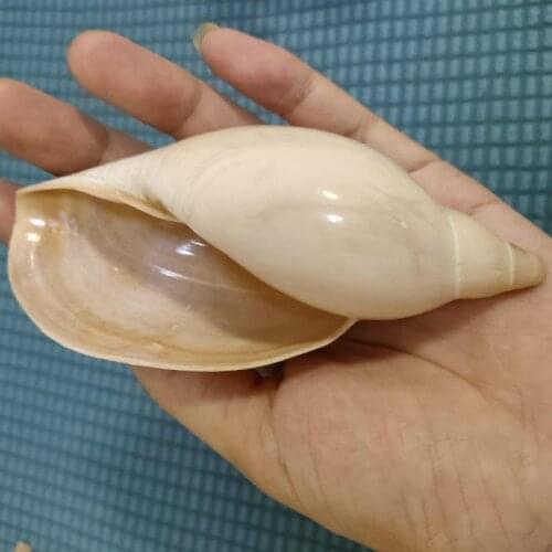 Natural Seashells For Charms Pendants Drop Making Jewelry Shells Fashion Accessories Handmade DIY Crafts