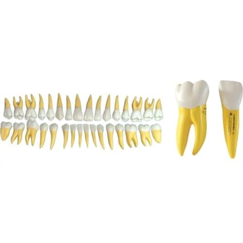 15 Times Separated Soft Teeth Model for Dental and Teeth Study and Education