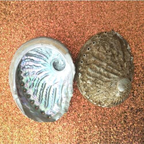 11cm-12cm A Grade Popular Natural Abalone Shells Seashell for Home decoration in stock 5pcs/lots
