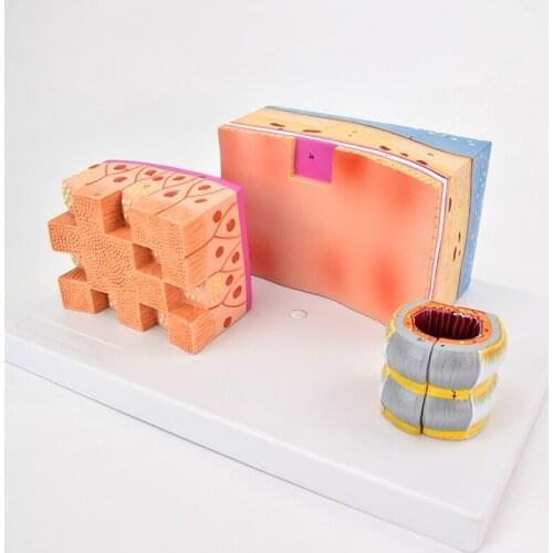 Tracheal wall, Laryngeal trachea Anatomical model, Laryngeal cartilage model