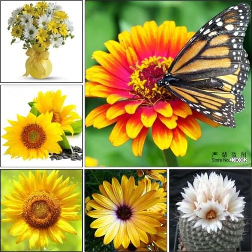 5D DIY Diamond Painting Kits Flowers 3d Square Full Chrysanthemum And Butterflies Pictures Diamond Embroidery Mosaic Sunflowers