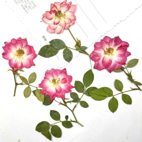 60pcs Dried Pressed Pink/Red Rose Flower With Stalk Plant Herbarium For Jewelry Postcard Bookmark Phone Case Scrapbook Craft DIY