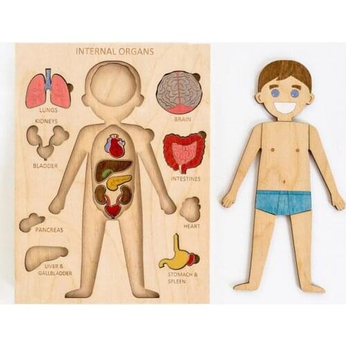 New Montessori can be painted wood male human body parts puzzle 6 language option Internal organs educational wooden jigsaw turkey