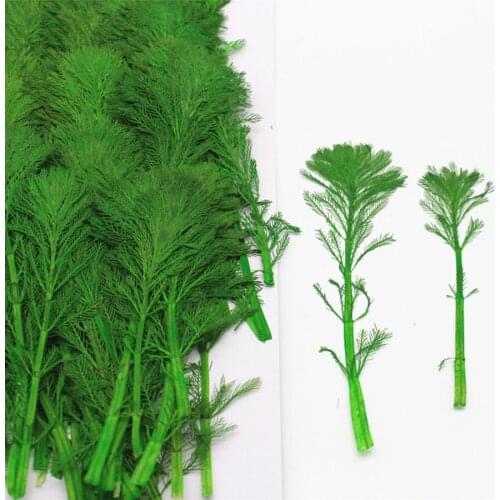 60pcs 5-10cm Pressed Dried Pine Leaves Flowers Plants Herbarium For Jewelry Postcard Phone Case Photo Frame Bookmark Craft DIY