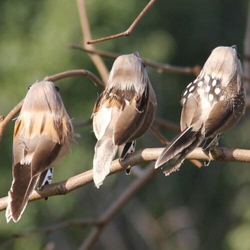 1 Pcs Cute Artificial Bird Foam Vividly Feather Mini Tit Craft Birds Emulation Decoration Bird Model DIY Artificial Sparrow