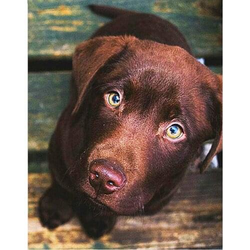 Diamond mosaic Labrador Dog 5d diy diamond painting full square round drill,cross stitch pet dog diamond picture of rhinestones