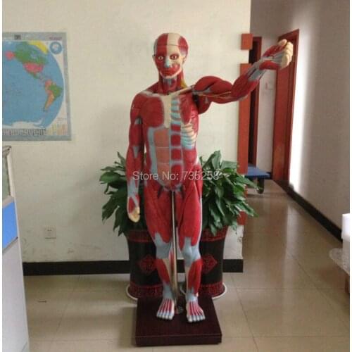ISO 170cm Adult Visceral Anatomical Model,Model of the Human body Anatomy of Muscles and Viscera