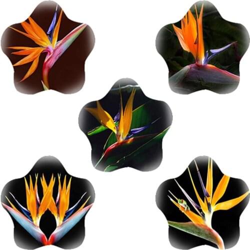 TAFREE 18 mm Star Shaped Glass Cabochon with Bird of Paradise Flower Photo Flat Back DIY Base Cameo Jewelry Findings Making