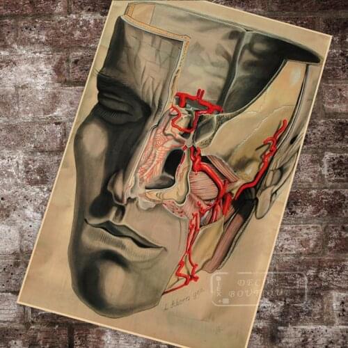 Human Anatomy Maxillary Artery Anatomical Chart Classic Insignia Canvas Paintings Vintage Wall Posters Stickers Home Decor Gift