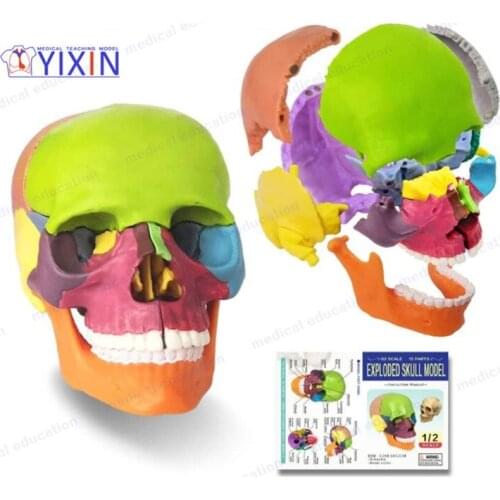 15 parts Bones Skeleton Human Model Mini Disassembled Anatomical Skull Model Detachable Medical Teaching Tool