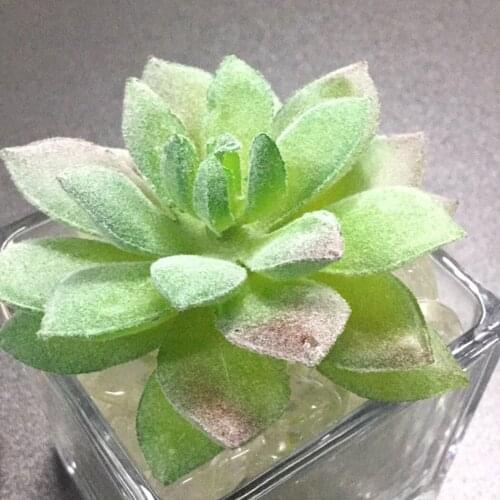 New Green Flocking Artificial Succulents Plants Home Garden Decoration Fake Plants Desktop Bonsai Plants for Table Decor Flower