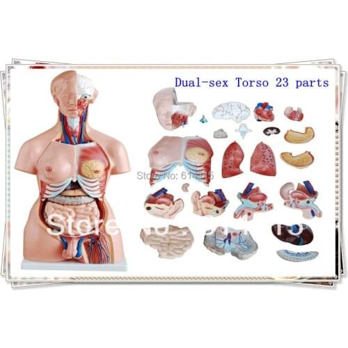 Factory direct sale Dual-sex Torso 23 parts Anatomy model Packing size :91*44*36cm 1set/lot Free shipping